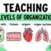 Teaching levels of organization in middle school science with cells, tissues, organs, and organ systems