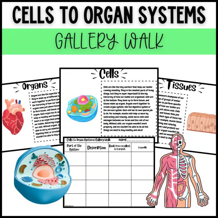 Cells to Organ Systems Gallery Walk levels of organization stations activity
